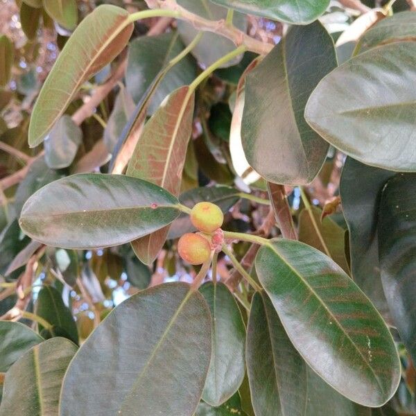 Ficus rubiginosa 果