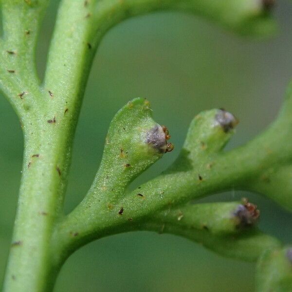 Asplenium theciferum Folha