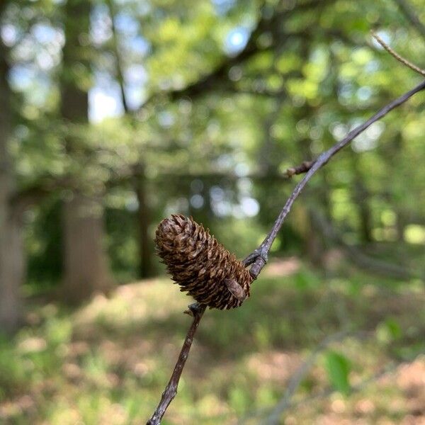 Betula lenta Λουλούδι