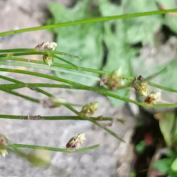 Isolepis setacea 花