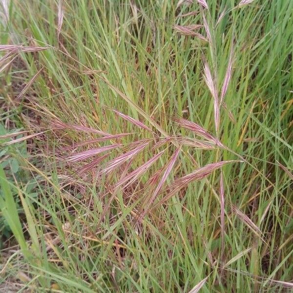 Bromus racemosus Plod