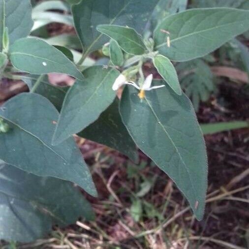 Solanum chenopodioides 花