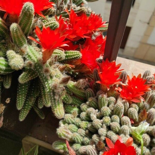 Echinopsis chamaecereus Flower