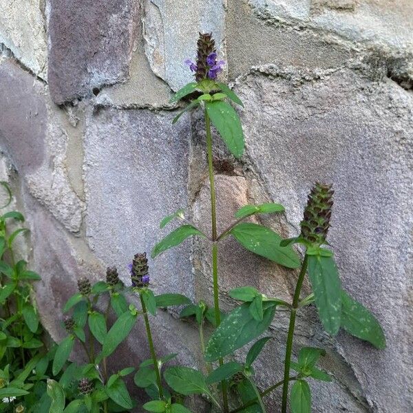 Prunella vulgaris Habitat