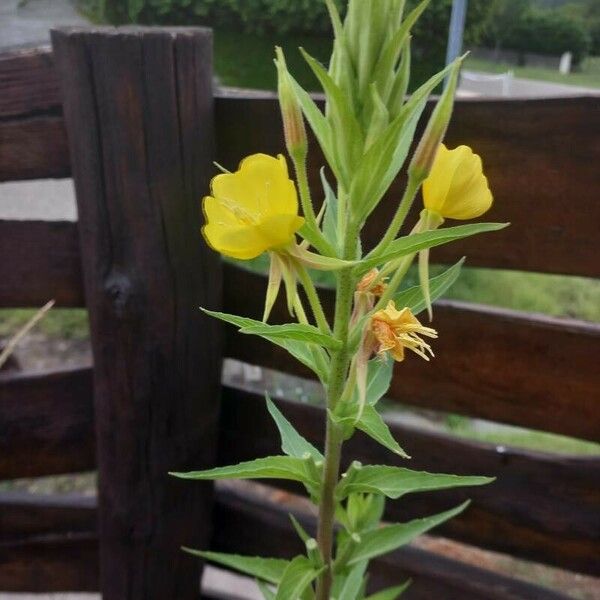 Oenothera villosa फूल