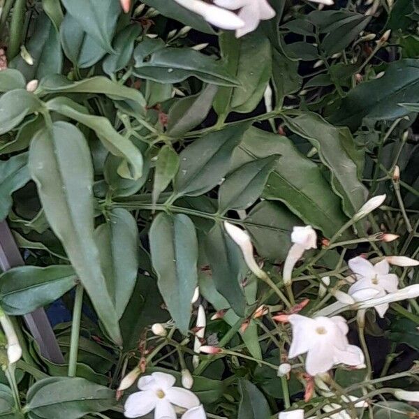 Jasminum polyanthum Агульны выгляд