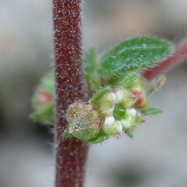 Parietaria lusitanica Blomst