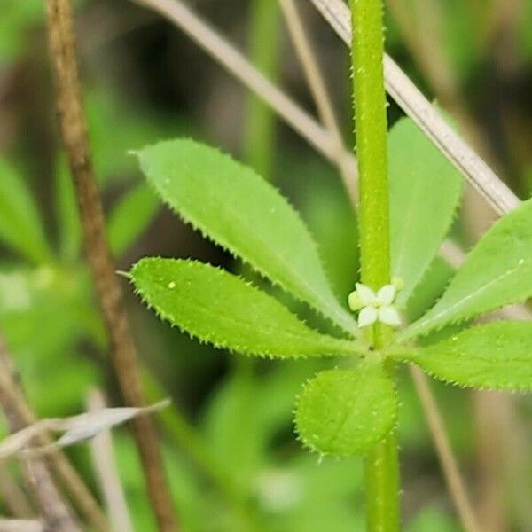 Galium tricornutum Flower