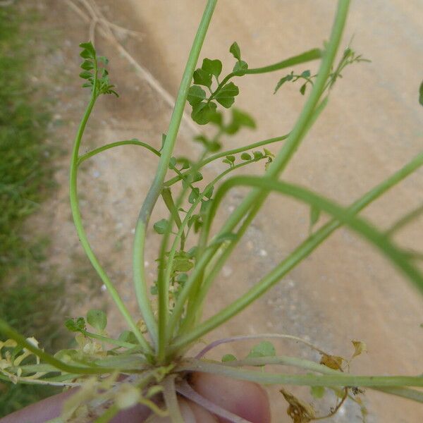 Cardamine hirsuta Leaf