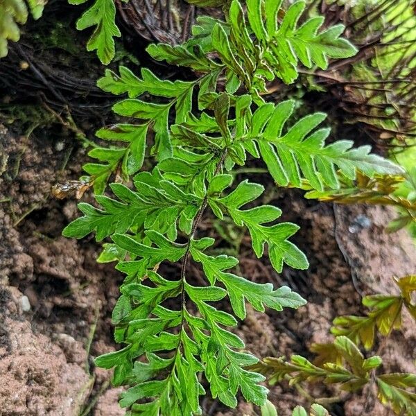 Hemionitis intramarginalis Leaf