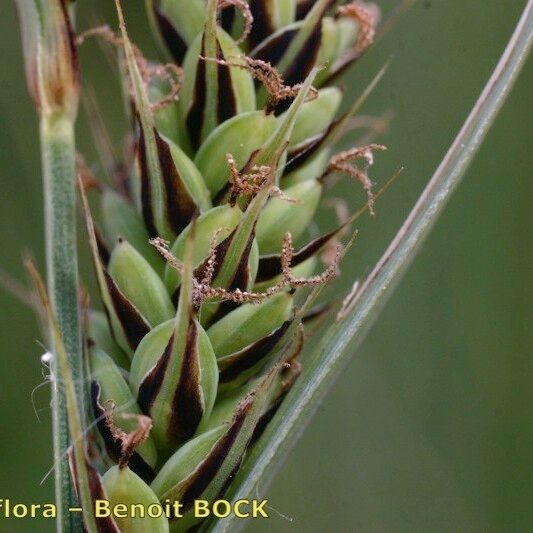 Carex buxbaumii 果