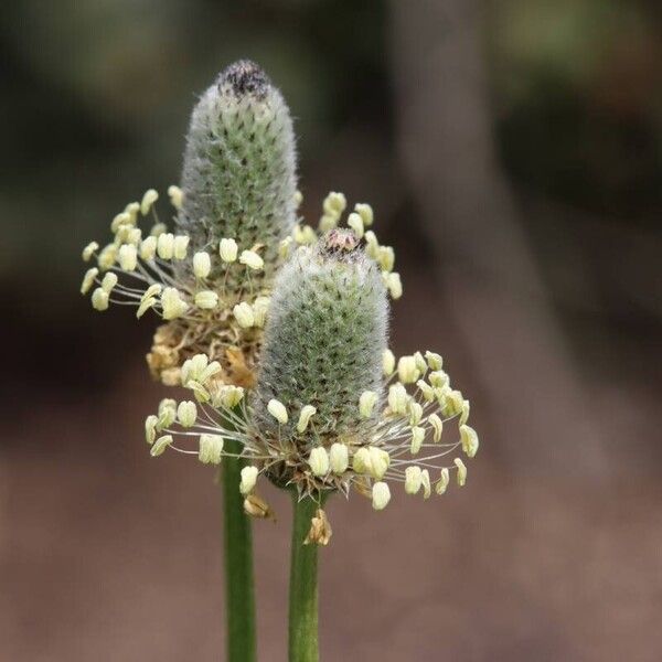 Plantago lagopus फूल