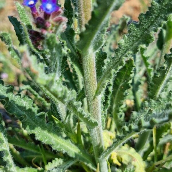 Anchusa undulata ᱥᱟᱠᱟᱢ