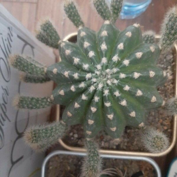 Echinopsis subdenudata বাকল