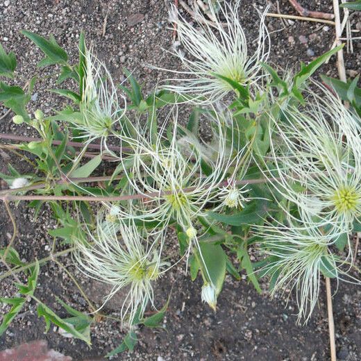 Clematis orientalis Ffrwyth