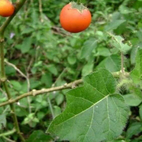 Solanum capsicoides Fruitua