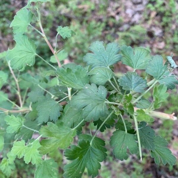 Ribes roezlii Blad