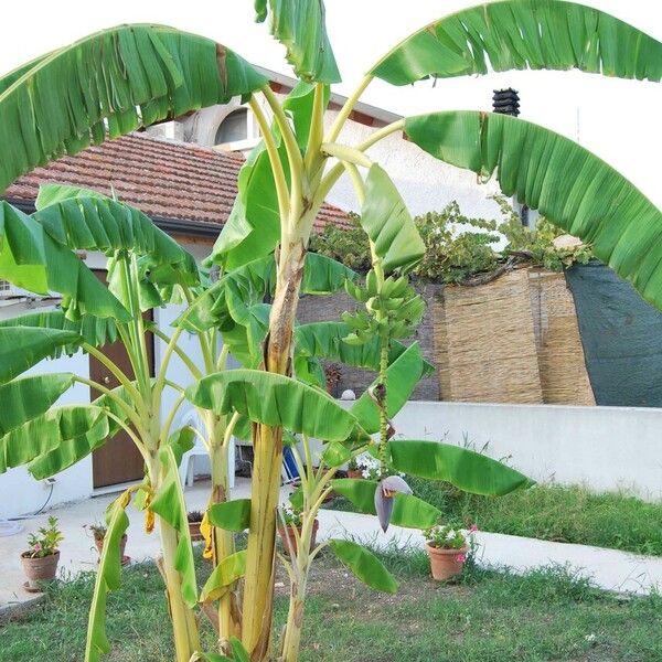 Musa × paradisiaca Habit