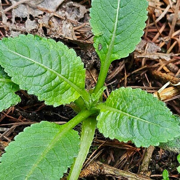 Dipsacus pilosus Φύλλο