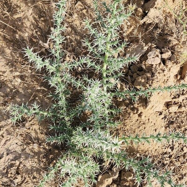 Cornulaca aucheri Habit