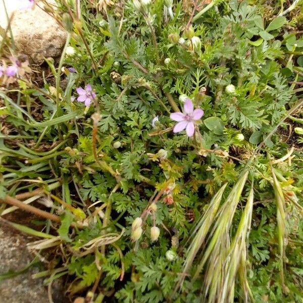 Erodium cicutarium Vekstform