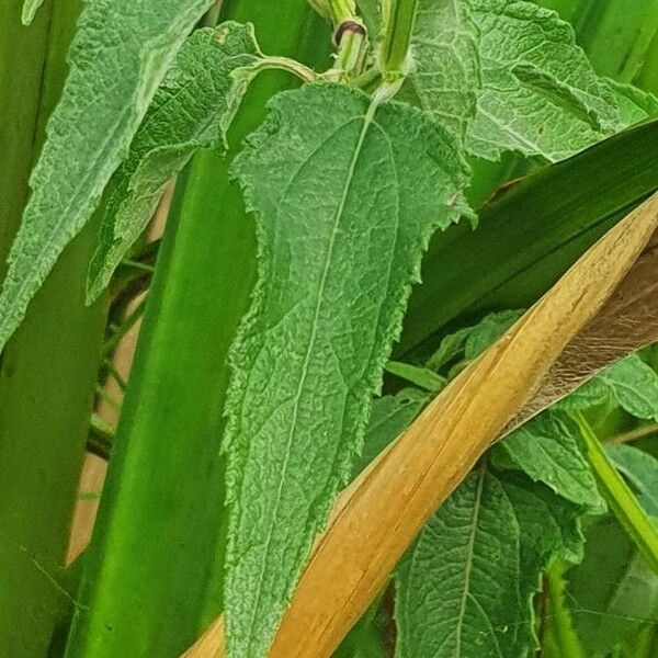 Aspilia pluriseta Leaf