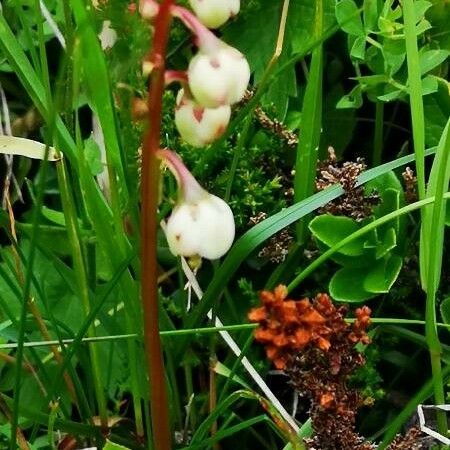 Pyrola minor Flower