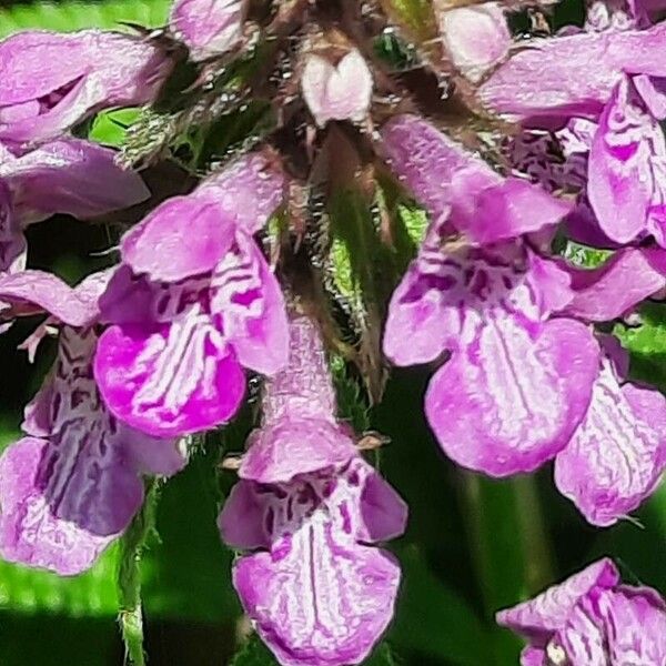 Stachys palustris Flor