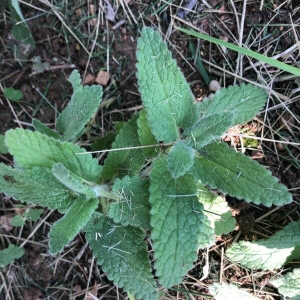 Nepeta caerulea Hoja