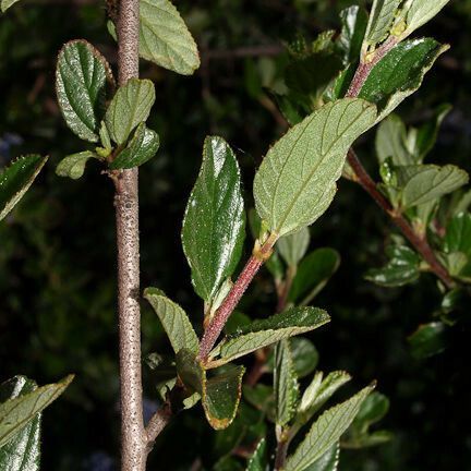 Ceanothus tomentosus Кара