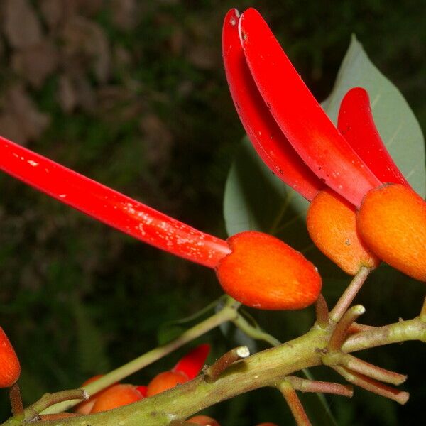 Erythrina globocalyx Cvet