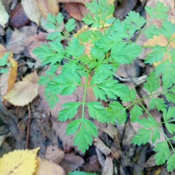 Anthriscus cerefolium ഇല