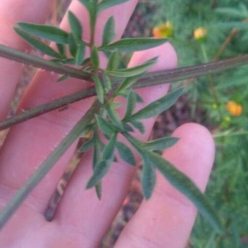 Cosmos sulphureus Лист