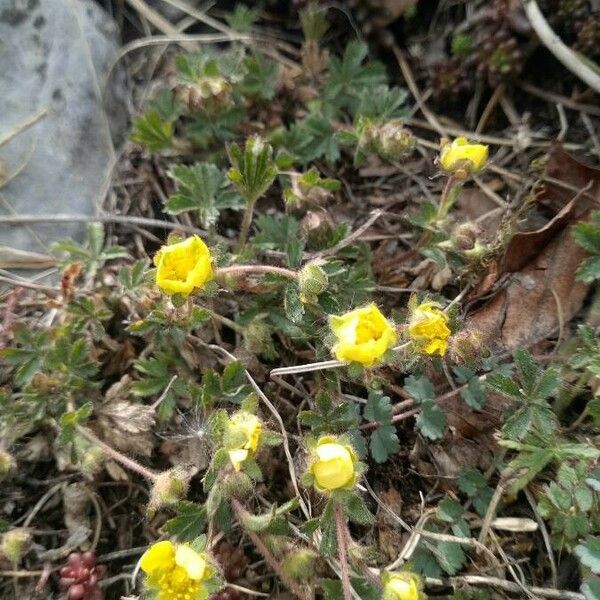 Potentilla pedata Blüte