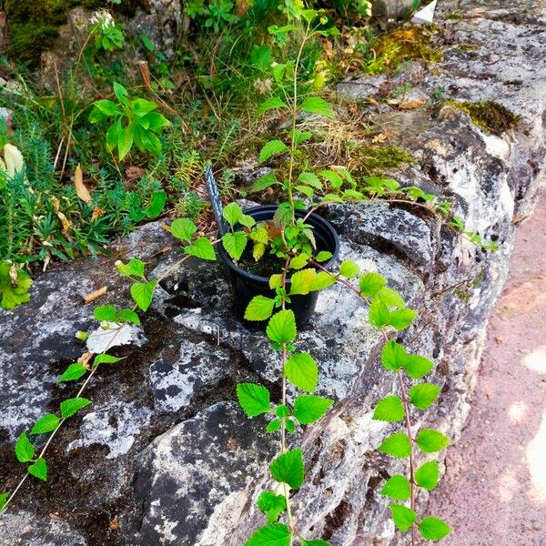 Lippia dulcis Habitus