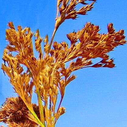 Juncus inflexus ফুল