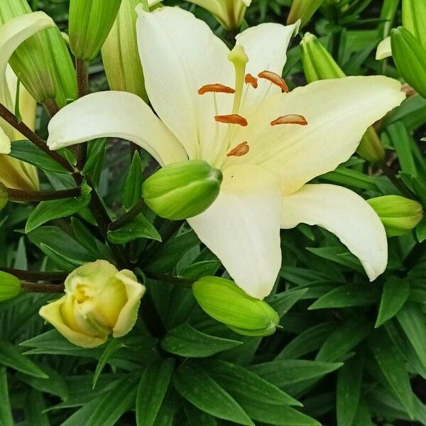 Lilium candidum Blodyn