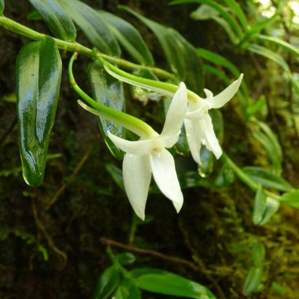 Angraecum ramosum Цветок