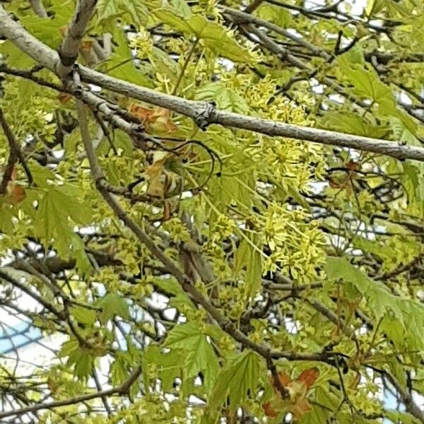 Acer macrophyllum Flower