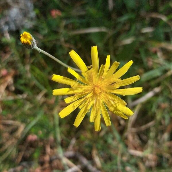 Hieracium lachenalii Květ