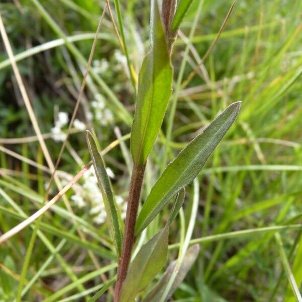 Erysimum virgatum List