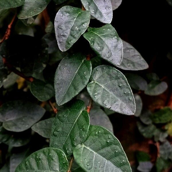 Ficus pumila Leaf
