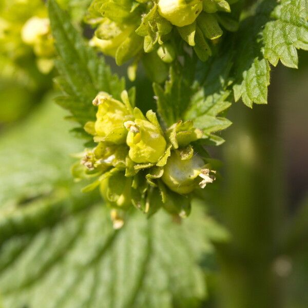 Scrophularia vernalis Folla