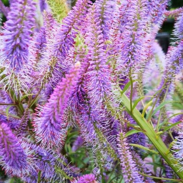 Veronicastrum virginicum Žiedas