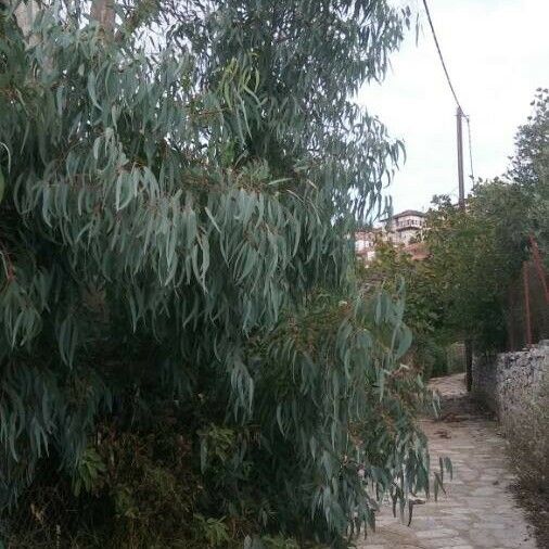 Eucalyptus camaldulensis Hábito