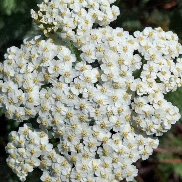 Achillea crithmifolia Kvet