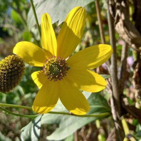 Rudbeckia nitida Квітка