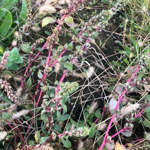 Amaranthus hybridus Habit