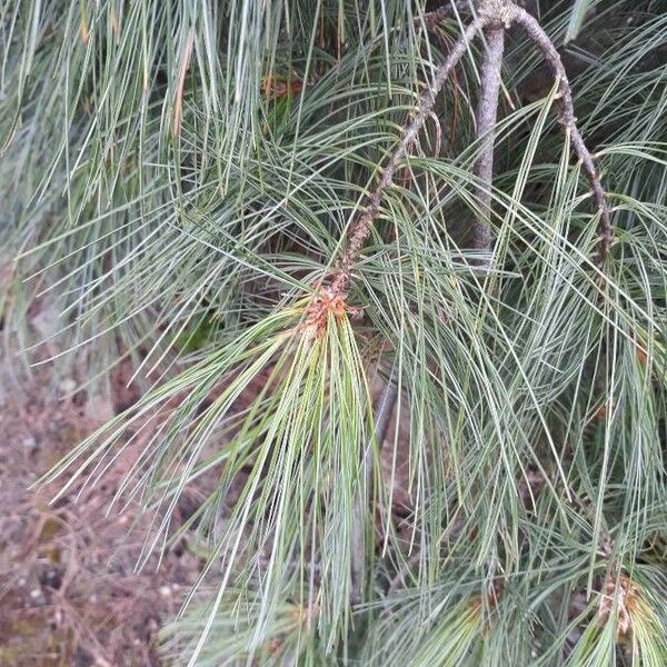 Pinus wallichiana برگ