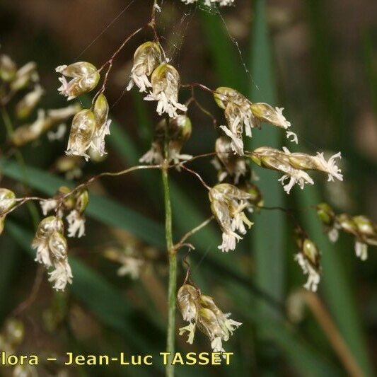 Hierochloe odorata ফুল